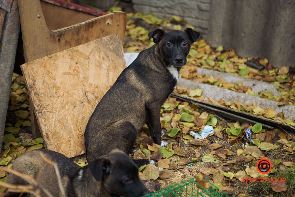 Песик Песик