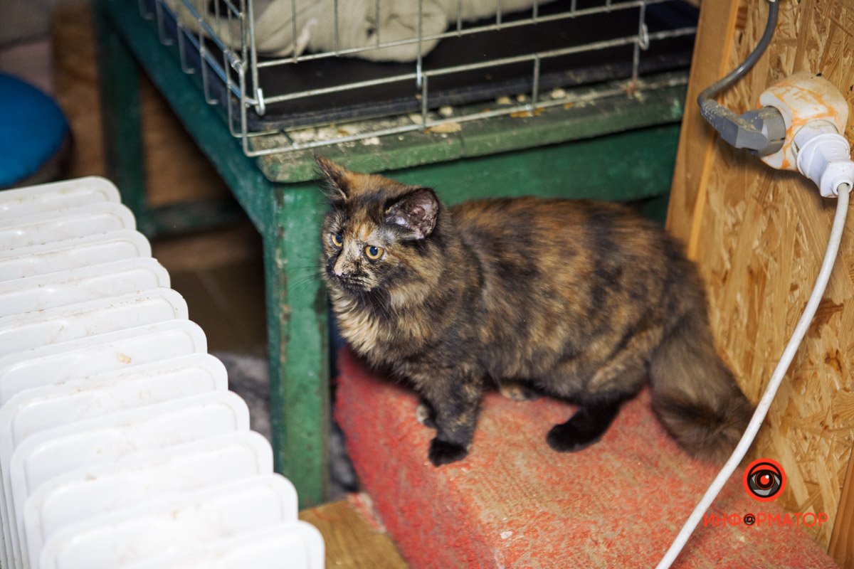 Черепаховая красавица Черепаховая красавица