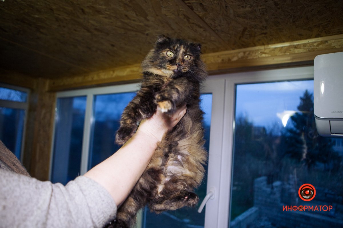 Британка Британка