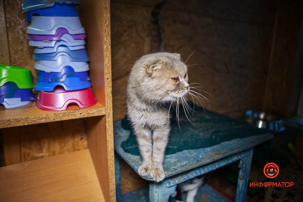 Кошечку выбросили после смерти хозяйки Кошечку выбросили после смерти хозяйки