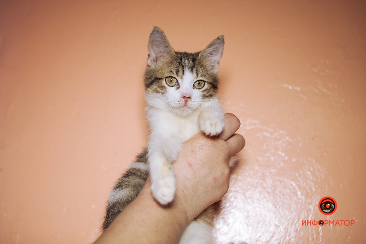 Этот малыш ищет дом Этот малыш ищет дом