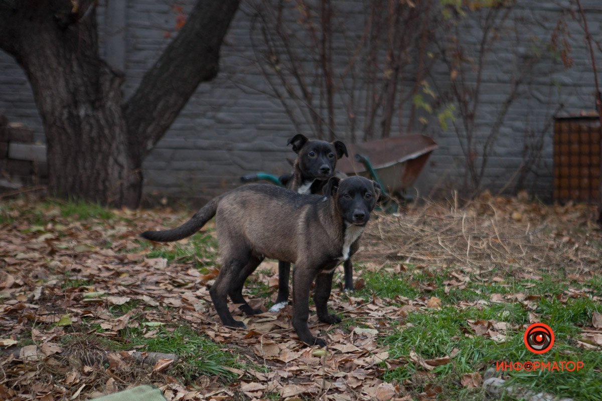 Здесь очень много тех, кто не заслужил находиться в приюте Здесь очень много тех, кто не заслужил находиться в приюте