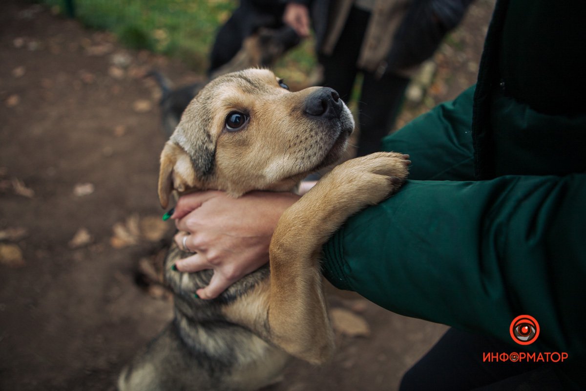 Собака - друг человека. Жаль, что это не всегда взаимно Собака - друг человека. Жаль, что это не всегда взаимно