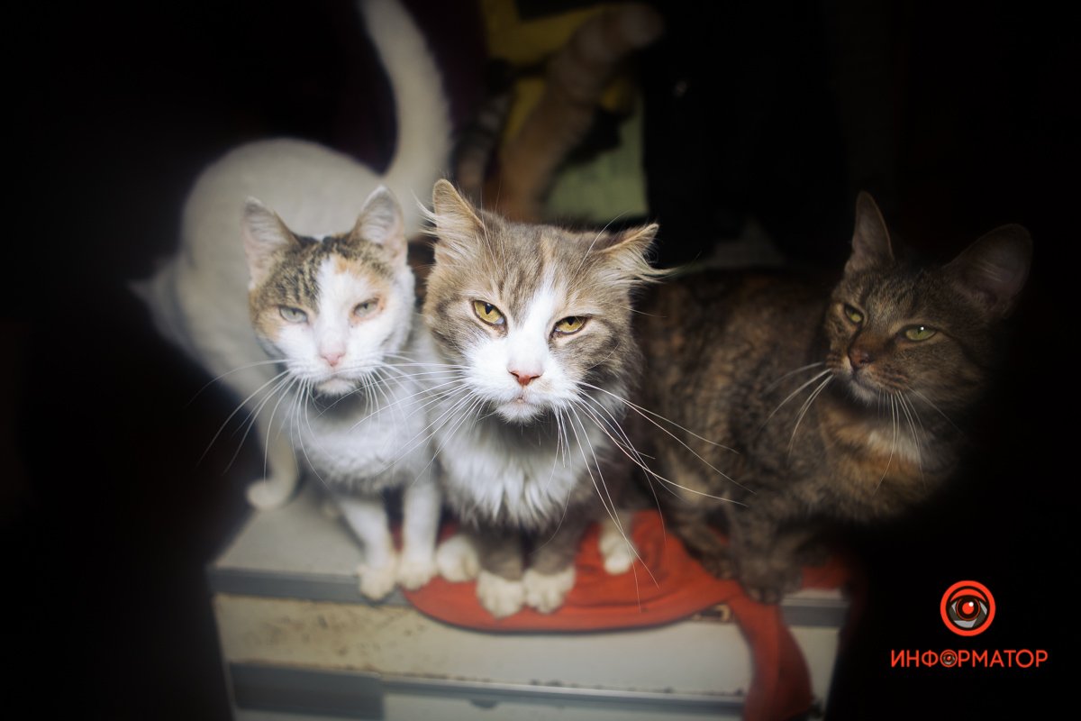 Котиков и кошек здесь тоже хватает Котиков и кошек здесь тоже хватает