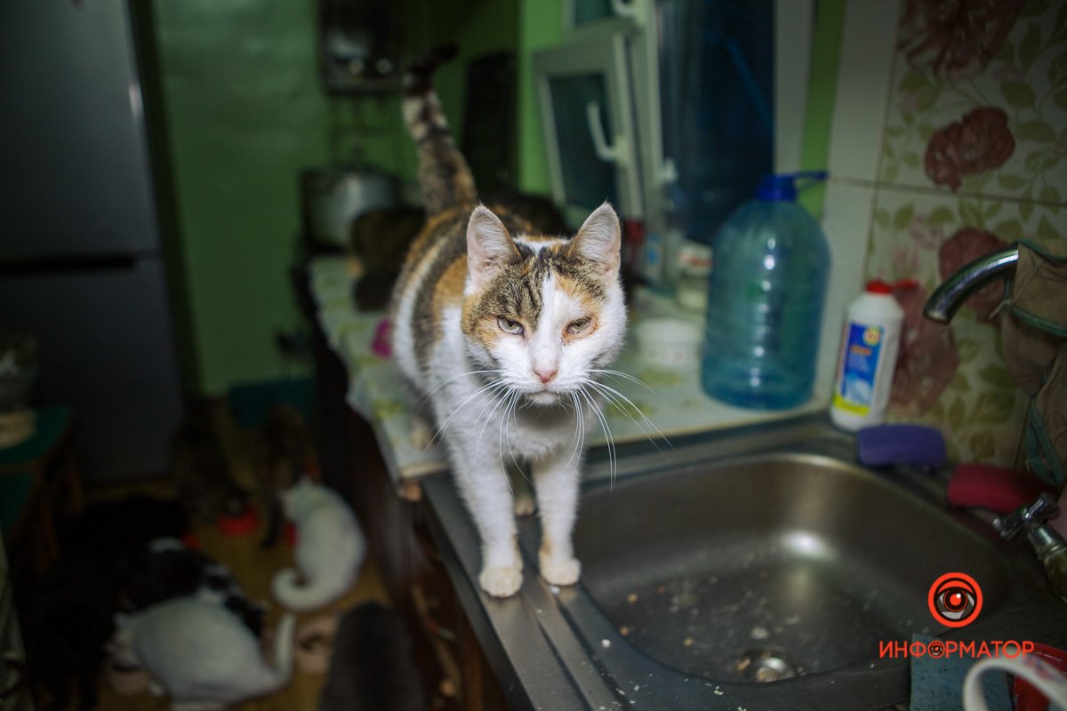 Просто в следующий раз киньте пачку корма в корзинку во время посещения магазина Просто в следующий раз киньте пачку корма в корзинку во время посещения магазина