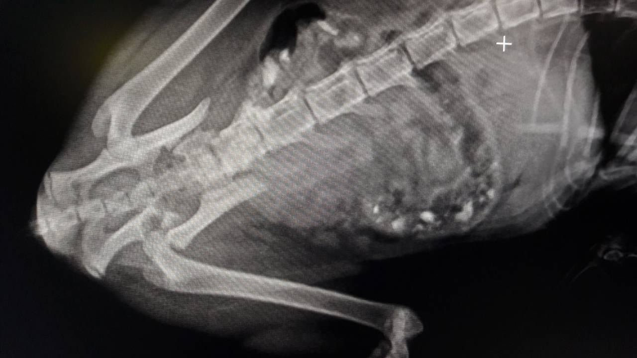 У животного серьезные травмы