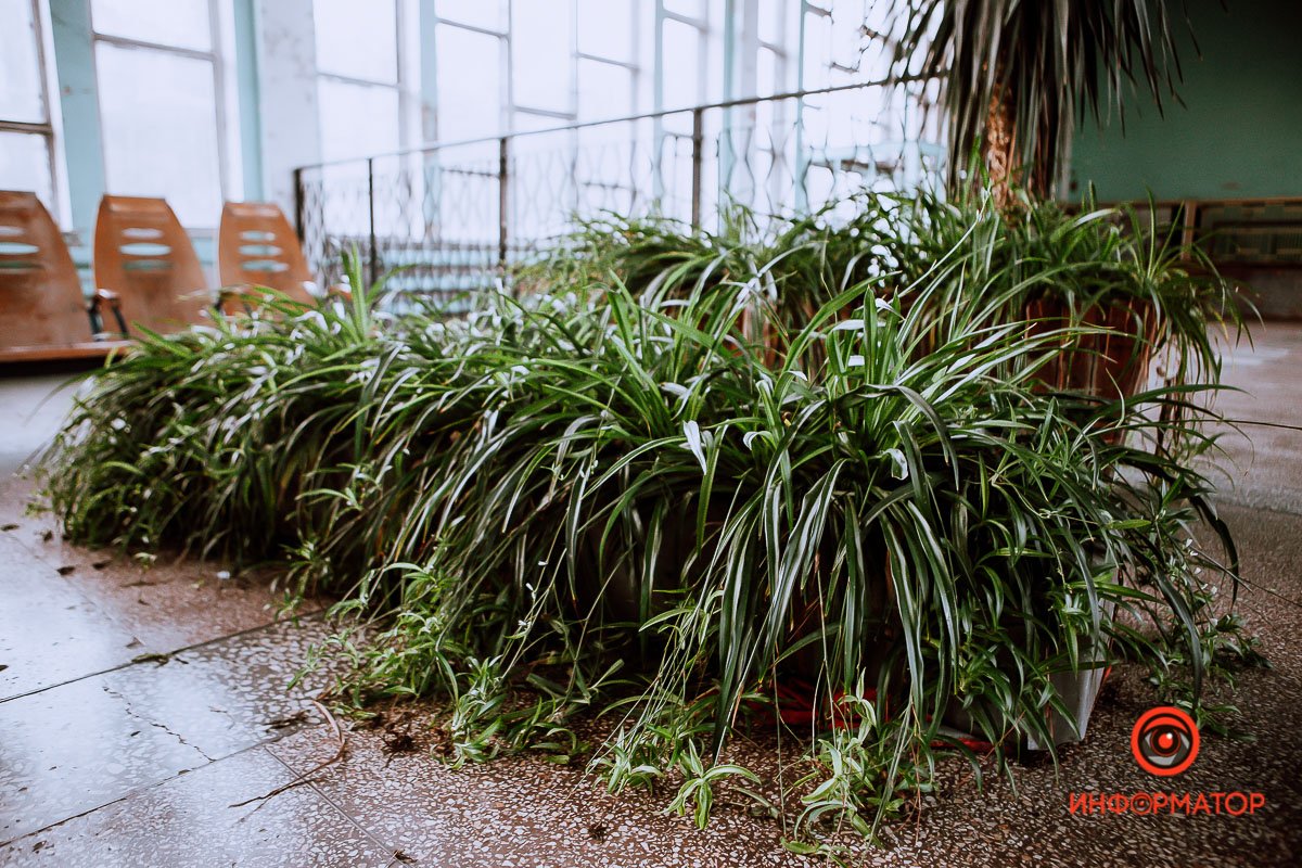 Хоть что-то живое Хоть что-то живое