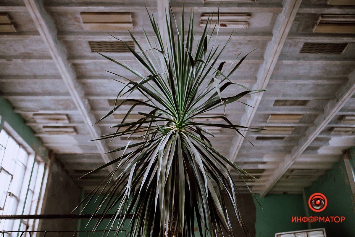 Местный житель Местный житель