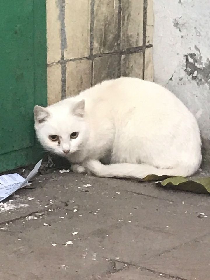 В Днепре пропало много животных: помогите найти 6