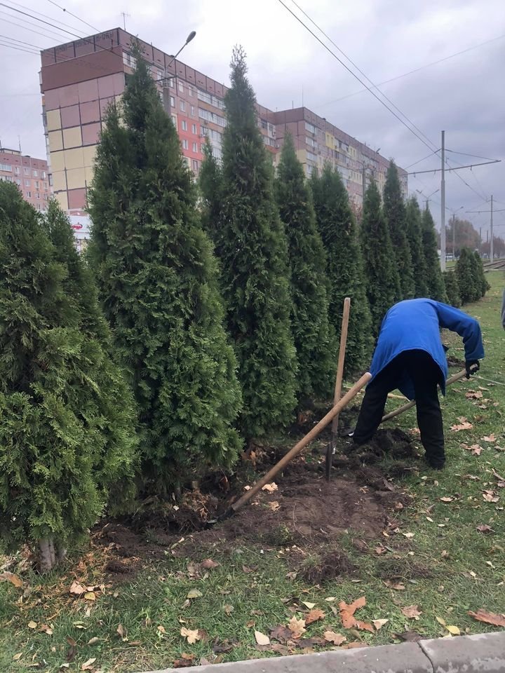 24 ноября на проспекте Мира коммунальщики выкапывали туи