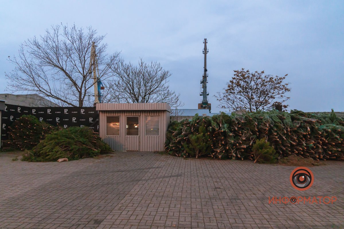 Около четырехсот деревьев лежат напротив "Олейны" на Сичеславской Набережной Около четырехсот деревьев лежат напротив "Олейны" на Сичеславской Набережной