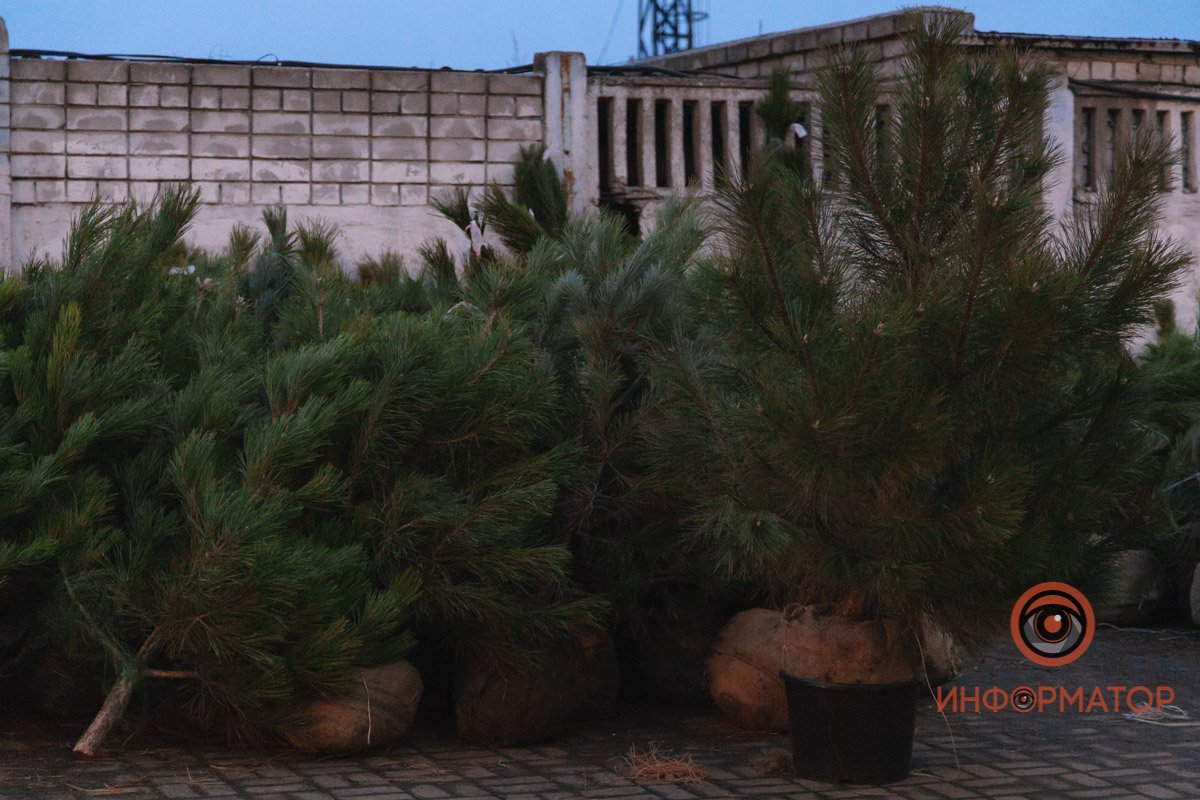 Кажется, или так сильно наступление Нового года, как сейчас, не ждал еще никто Кажется, или так сильно наступление Нового года, как сейчас, не ждал еще никто