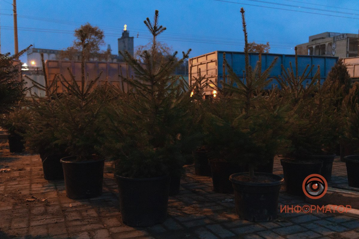 Не хочешь после праздников нести на свалку скелет пушистого деревца? Выход есть: можно купить елочку в кадке. Не хочешь после праздников нести на свалку скелет пушистого деревца? Выход есть: можно купить елочку в кадке.