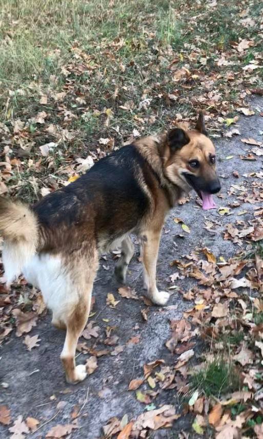 Пропала собака. Таромское. Мальчик, кличка Дик