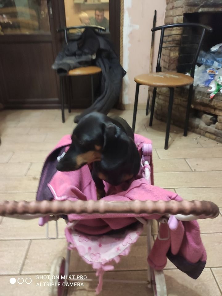 Пропала собака в районе Левобережного-2. Карликовая такса, окрас черный с коричневым