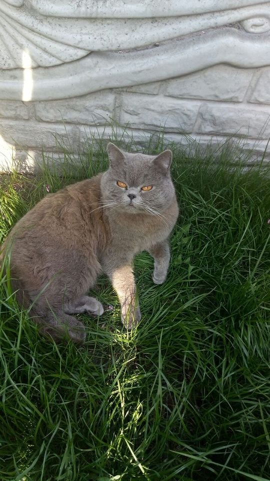 Потерялся кот — британец. Район Ахматовой — Алмазной. Окрас серый, глаза оранжевые