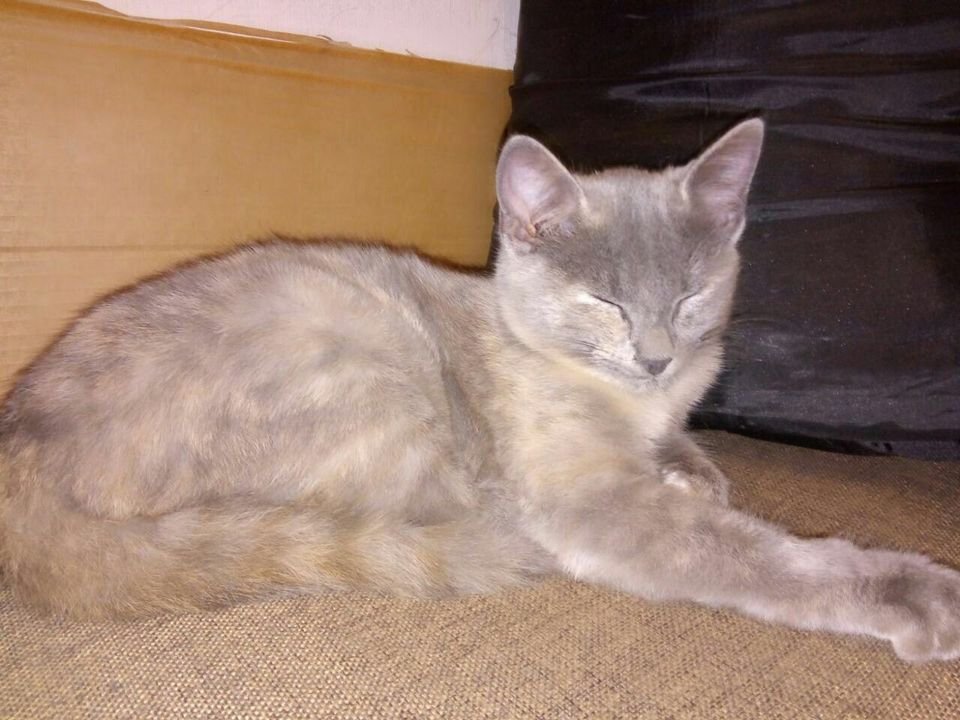 Найден кот 25 ноября на 6-й Победе, в районе Медакадемии