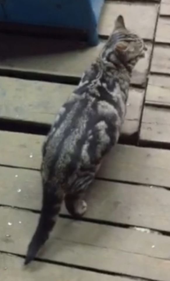 На Березинке (Любава) найден мраморный кот