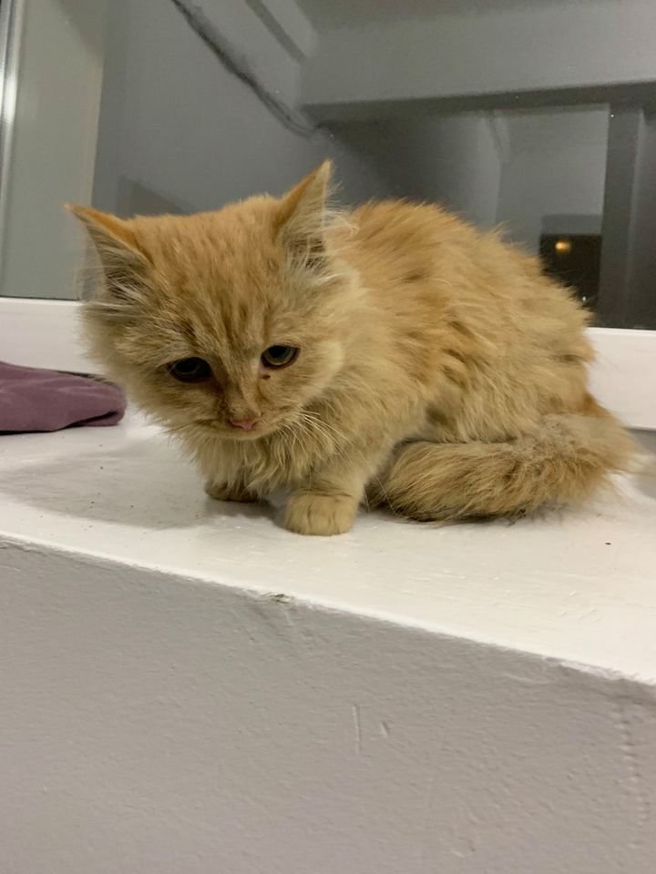 Гагарина/Абхазская, возле лицея найден котенок, по виду месяца 4, полностью рыжий