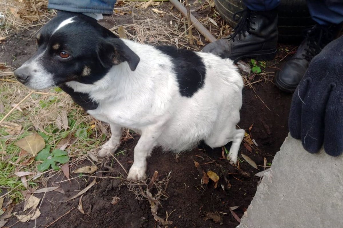 Животное не пострадало, его вернули хозяйке Животное не пострадало, его вернули хозяйке