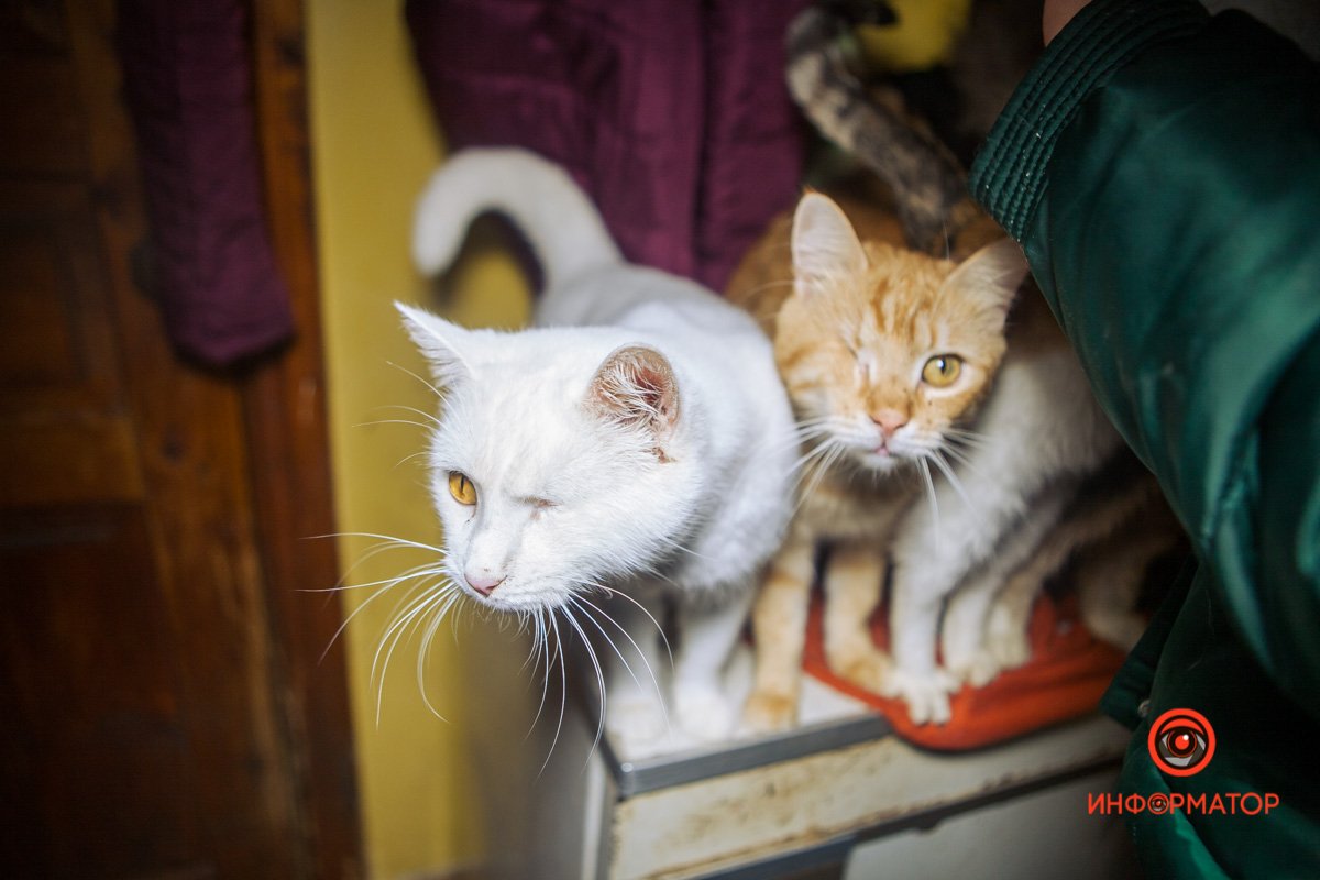 Особенные котята