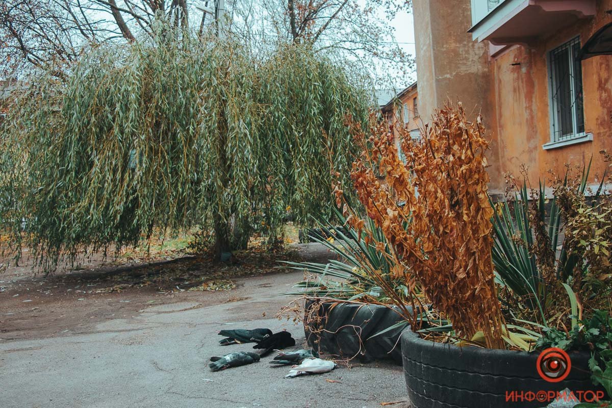 Много птиц погибли