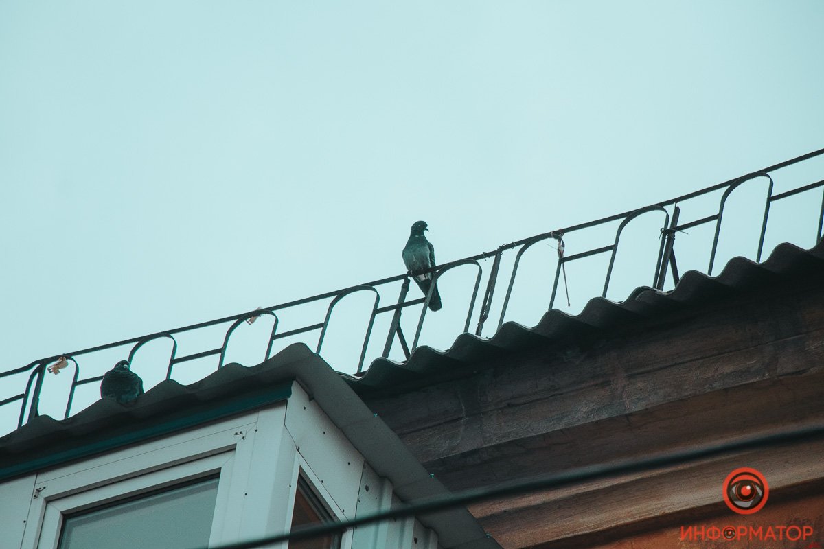 Птицы являются разносчиками многих заболеваний