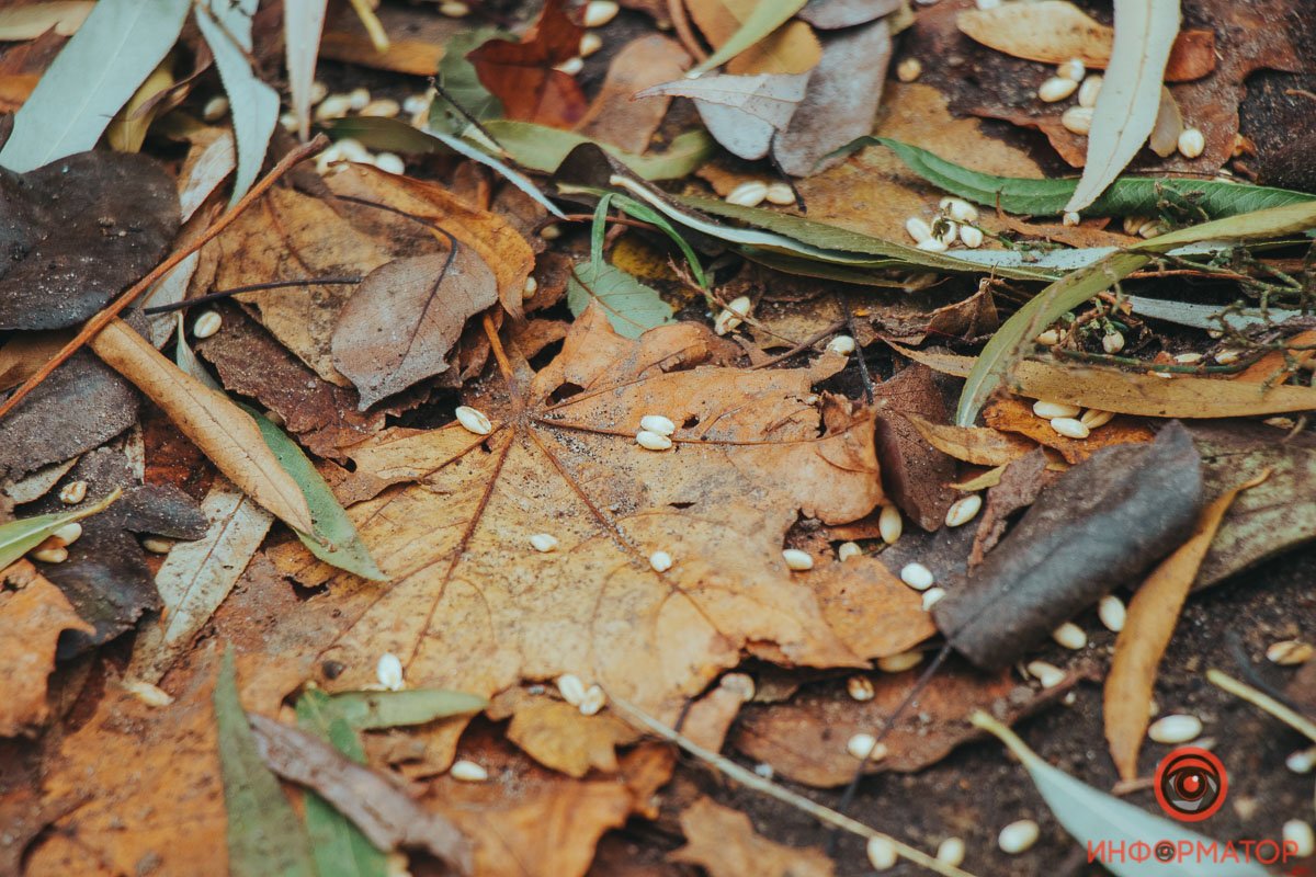 Зерно смели и накрыли