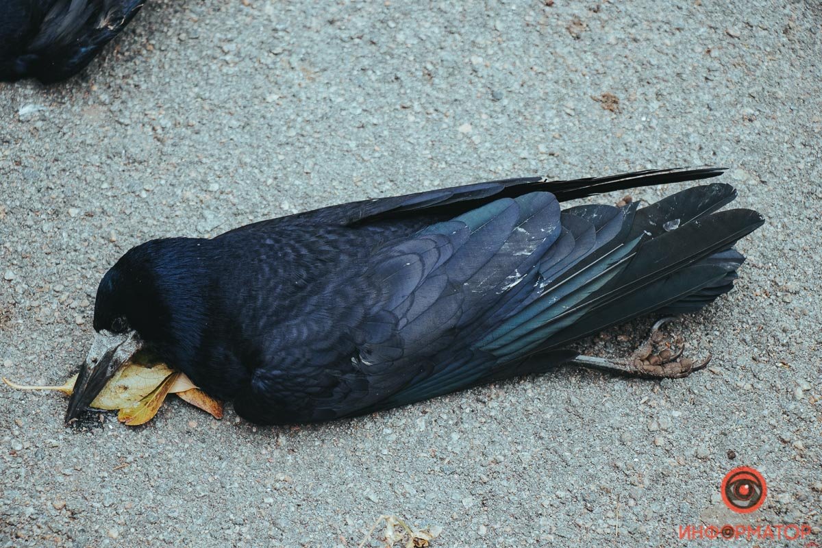 На предполагаемую виновницу написали заявление