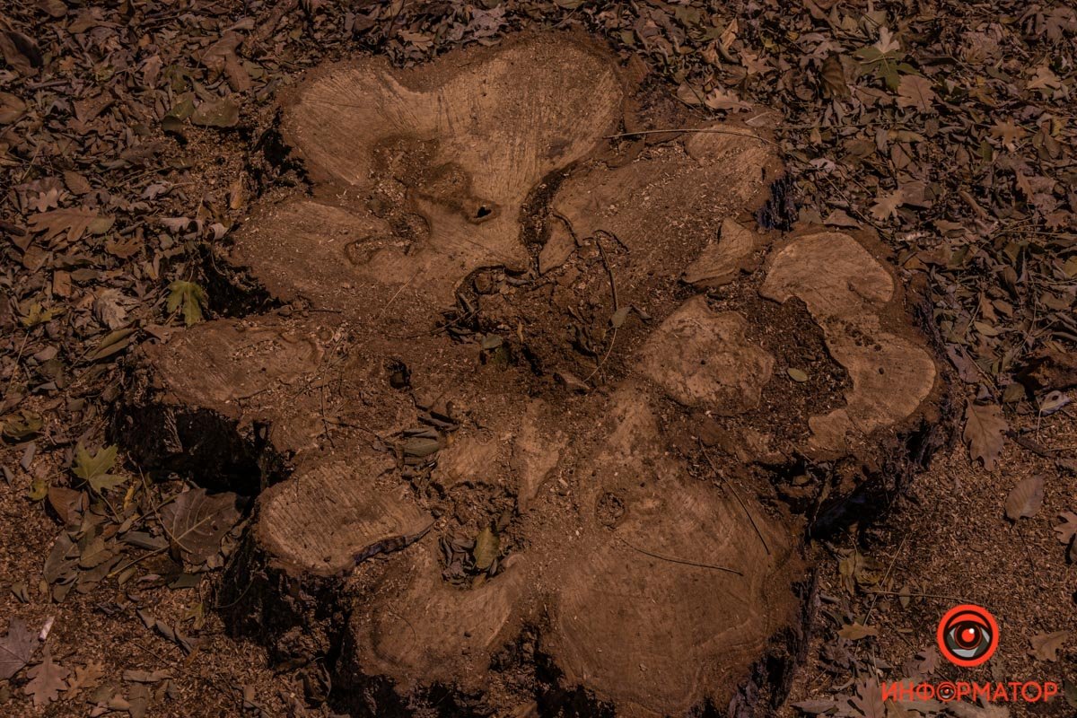 Аварийные деревья здесь спилили, взамен высадили молодые Аварийные деревья здесь спилили, взамен высадили молодые