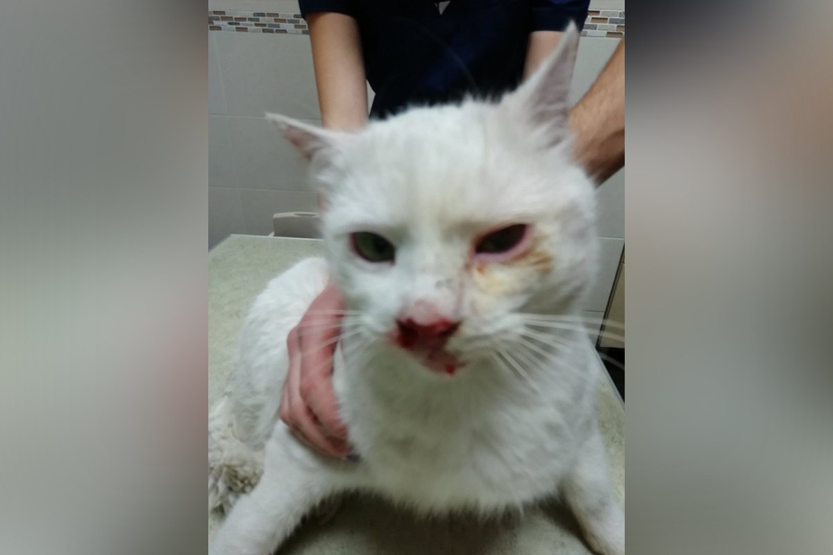 Трещина в челюсти, выбит зуб, на левом глазу язва, а из носа идет кровь Трещина в челюсти, выбит зуб, на левом глазу язва, а из носа идет кровь