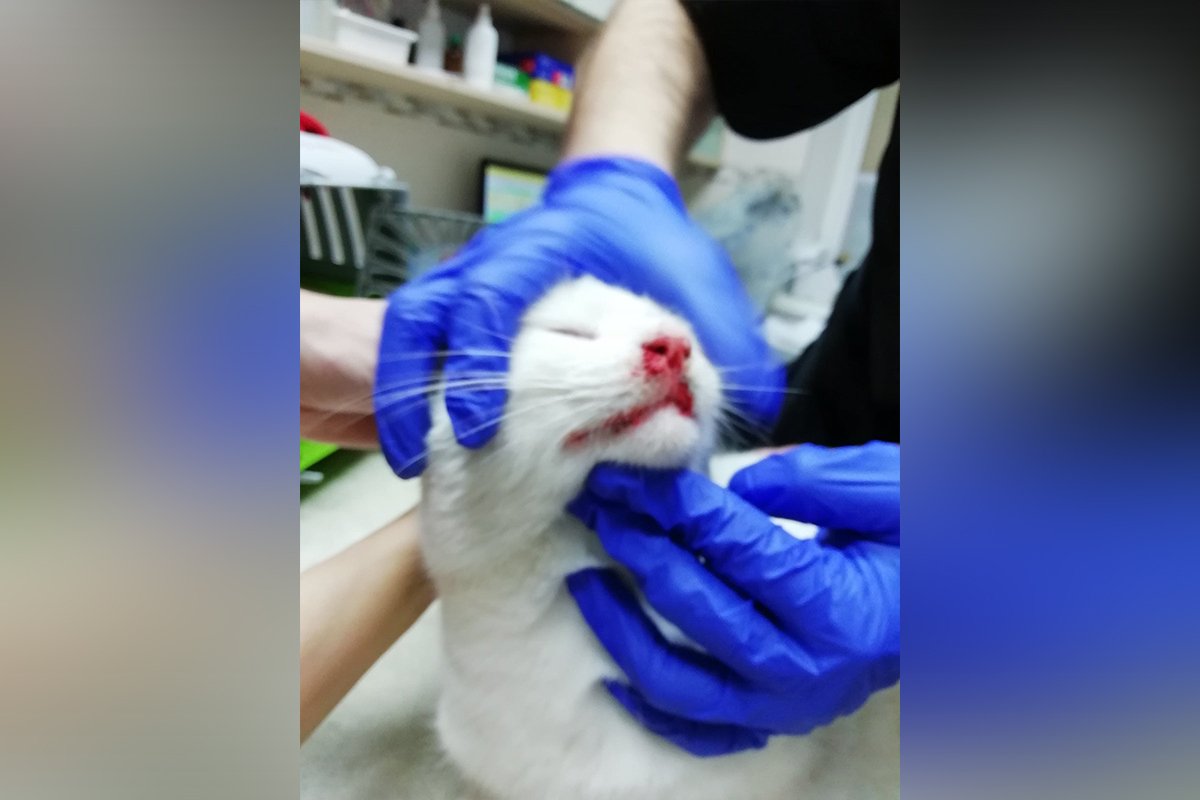 Судя по травмам, кота сильно ударили по голове Судя по травмам, кота сильно ударили по голове