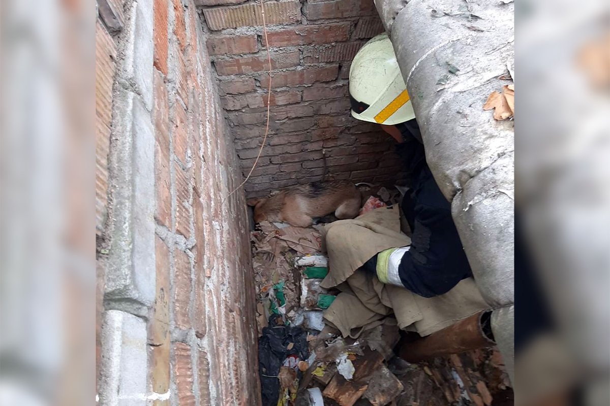 3 декабря, на проспекте Александра Поля спасли собаку, которая упала в глубокую яму и не могла оттуда выбраться