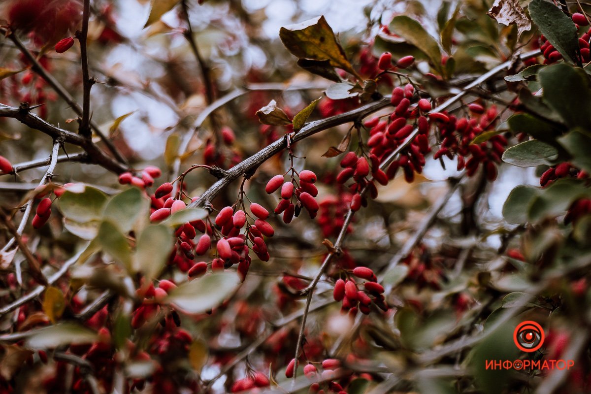 Делился вспышкой искры этой Делился вспышкой искры этой