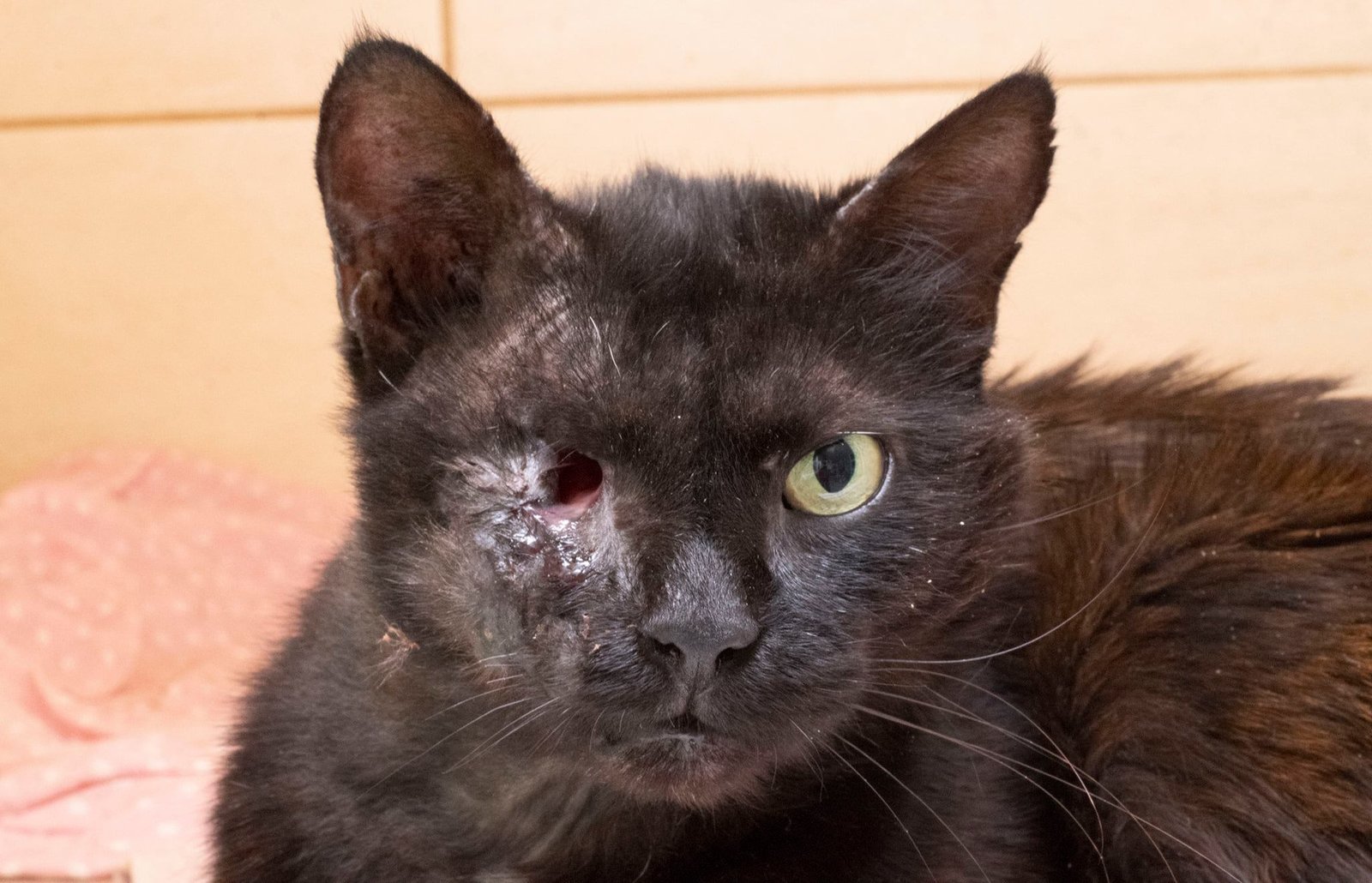 Котик Черныш умоляет о помощи Котик Черныш умоляет о помощи