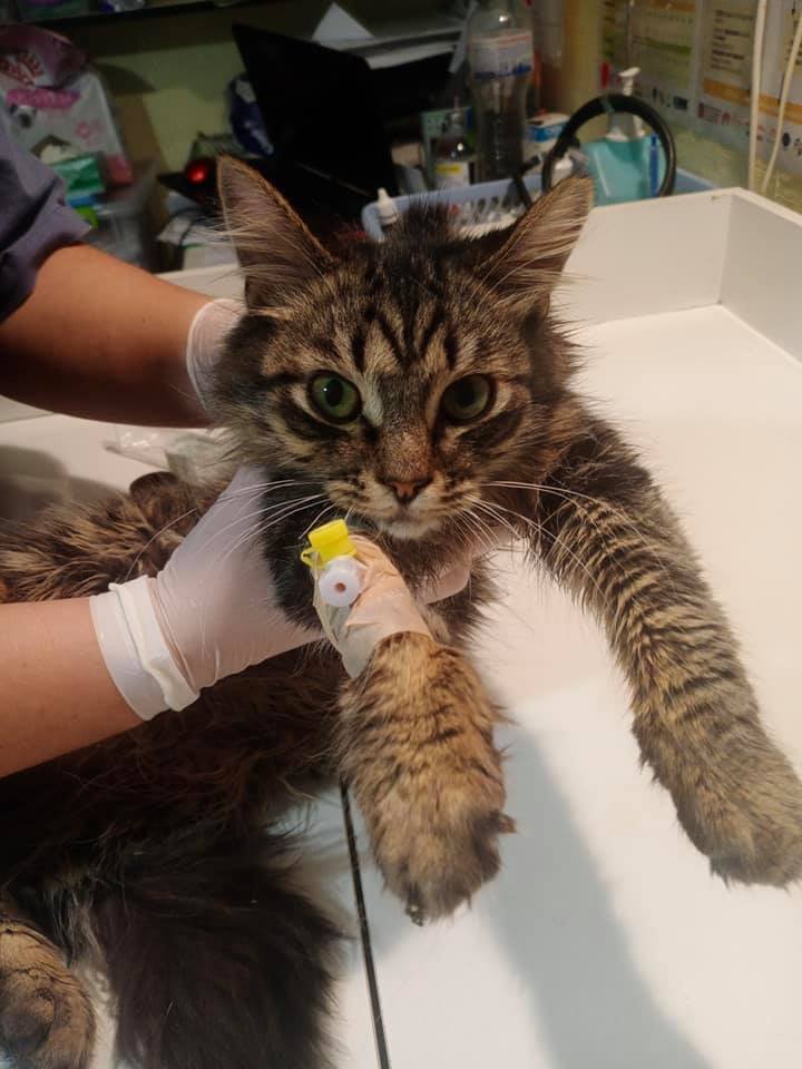 Кот Барсик Кот Барсик