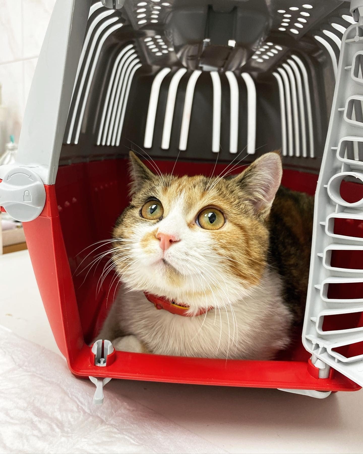 Котейка Доча Котейка Доча