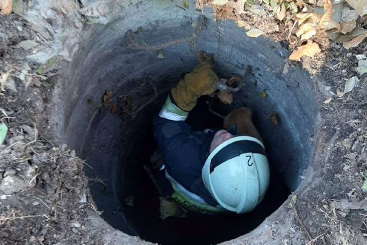 Собаку спасли из коллектора Собаку спасли из коллектора