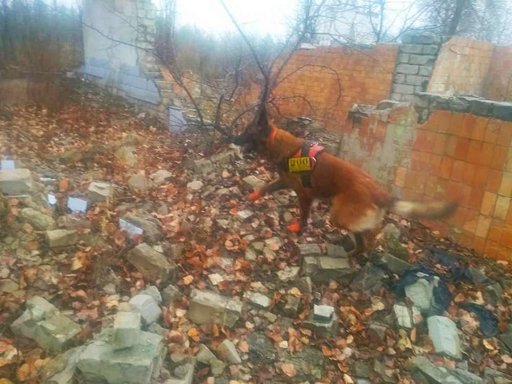 Собаки набегали больше 100 километров - лапы стерты в кровь Собаки набегали больше 100 километров - лапы стерты в кровь