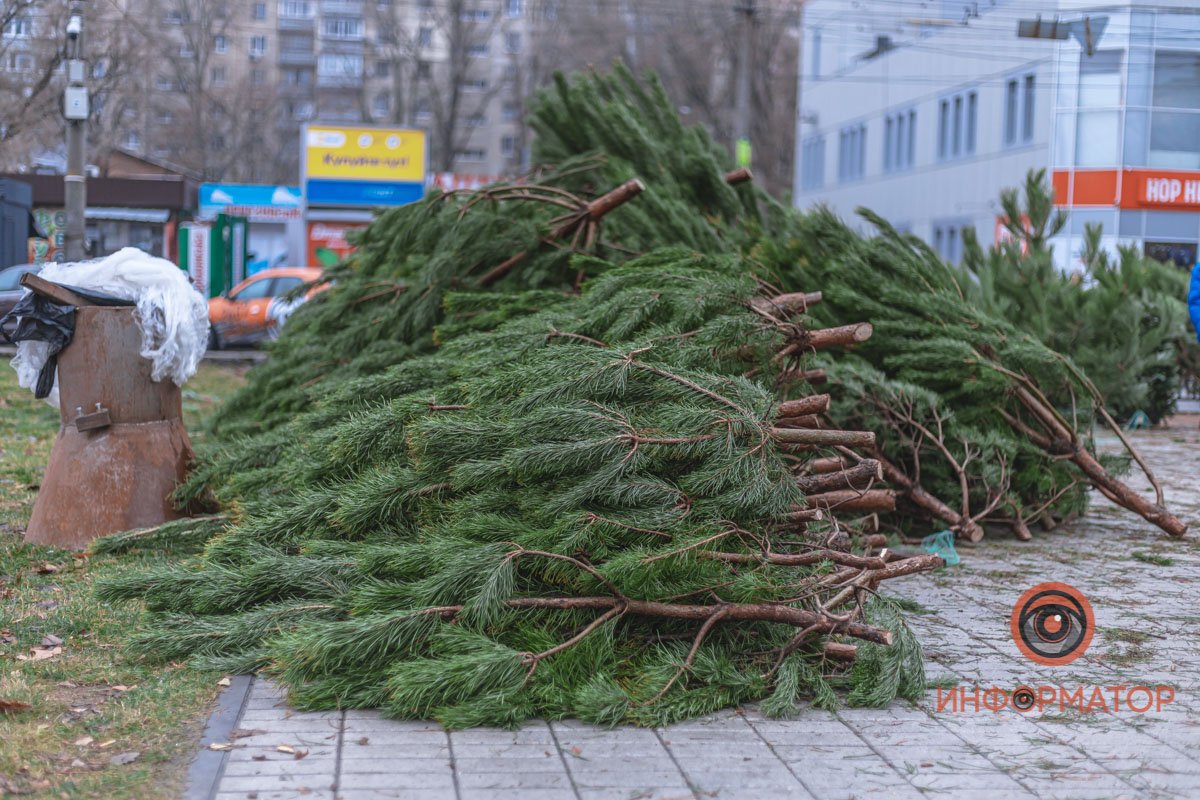 Найти елочки можно на аллее на бульваре Славы
