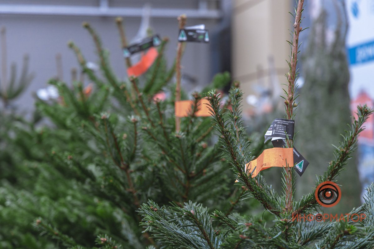 Все елки, представленные на официальных точках продаж, легальные