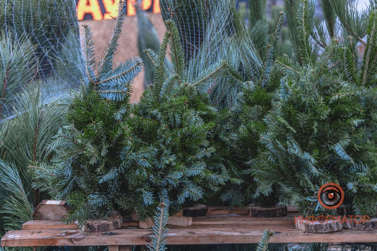 Елочки разных размеров 