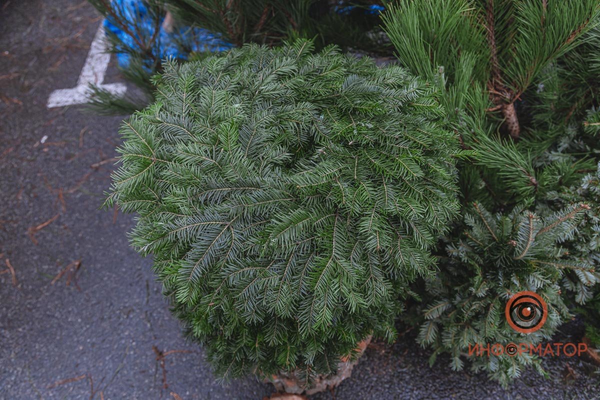 Есть даже фигурные деревья