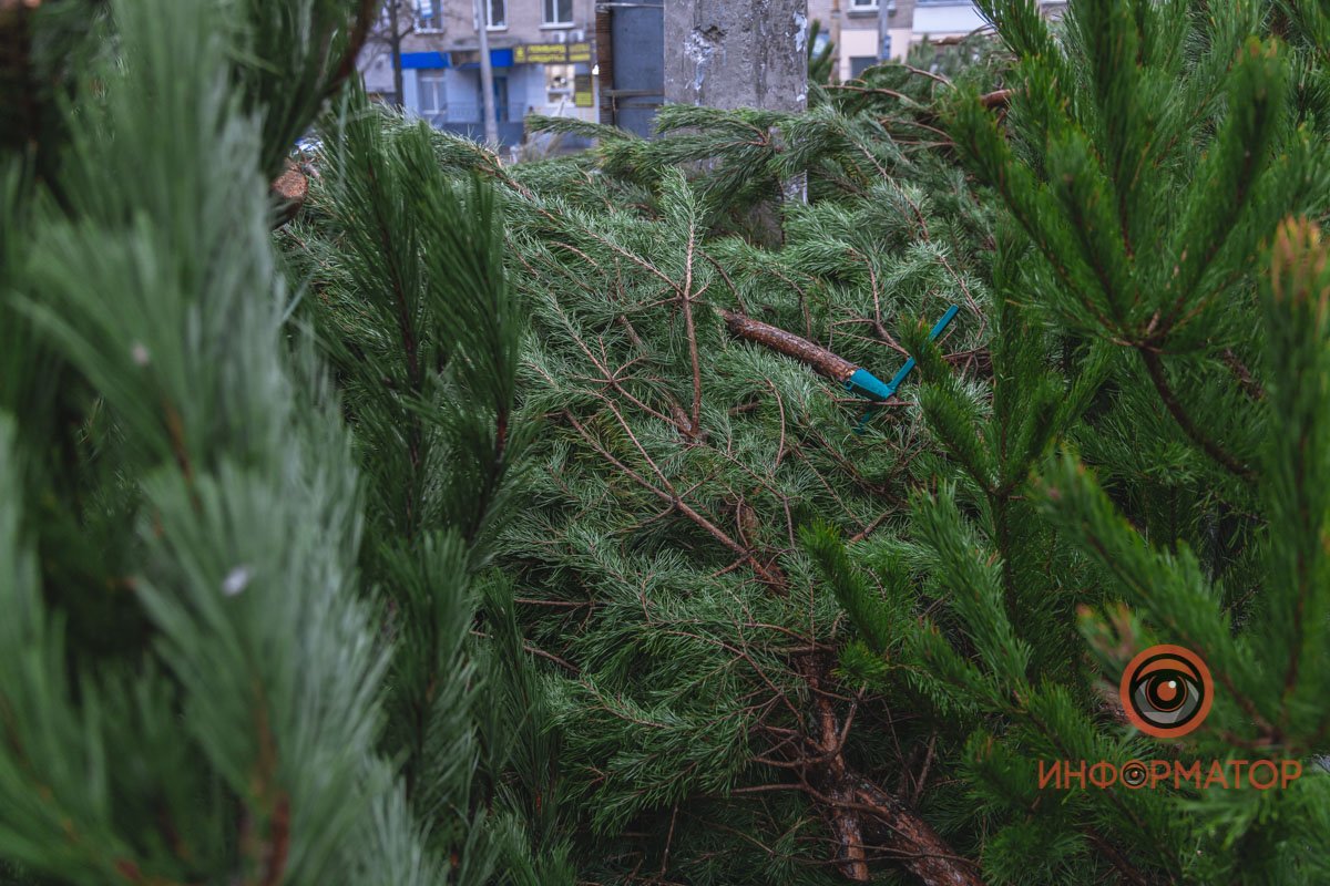 Спрос на деревья пока маленький, поэтому пока есть из чего выбирать