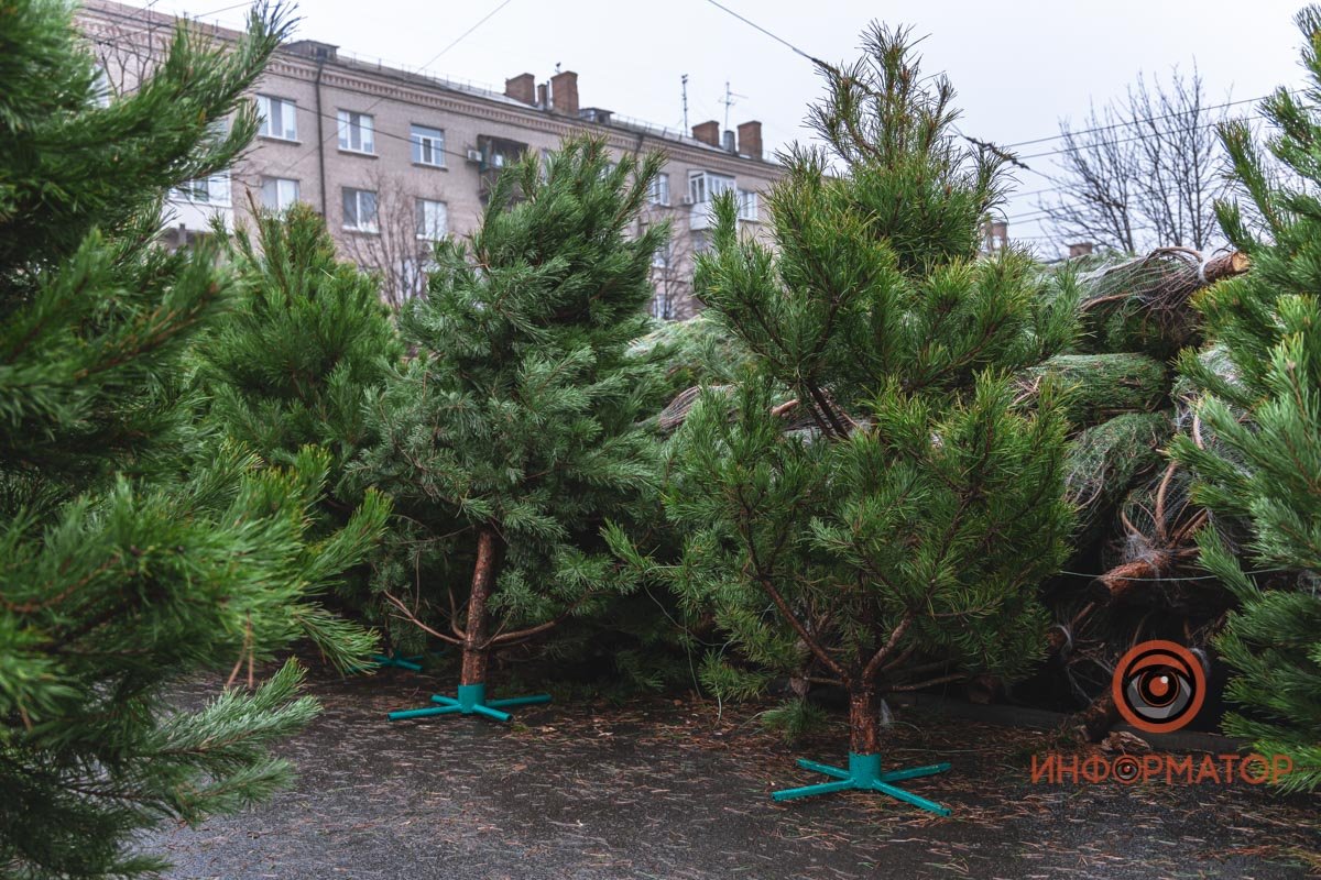 Эти елочки примерно полтора метра в высоту