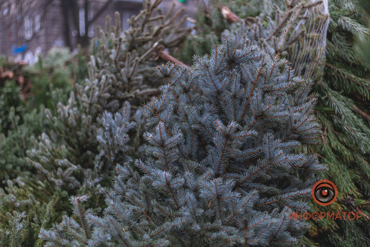 Голубая сосна