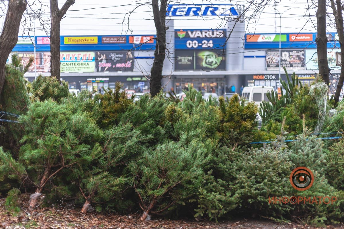 Елочный базар напротив ТЦ Terra на Паникахи