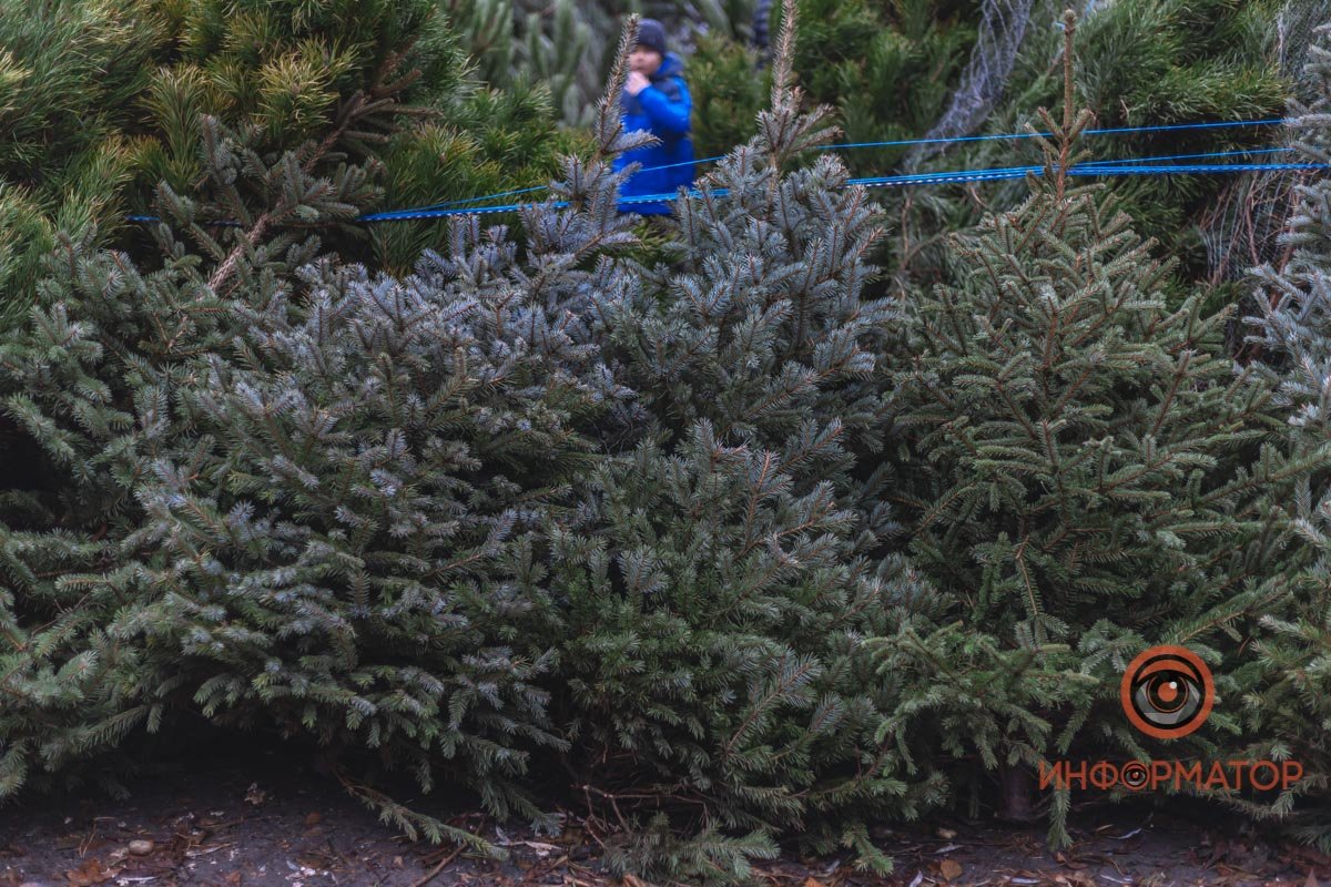 От количества елочек рябит в глазах