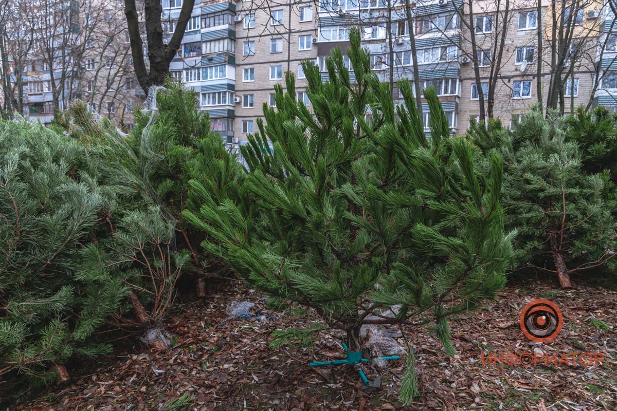 Мама в мире елок 😅