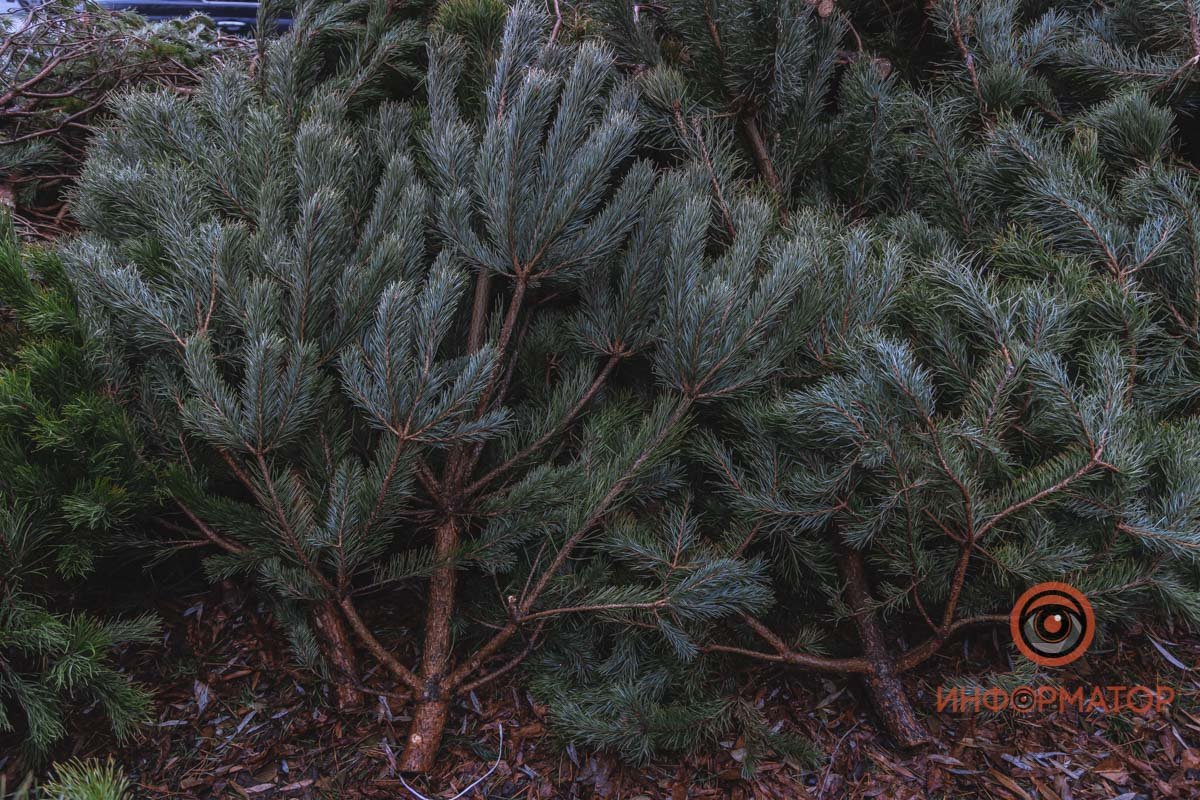 О покупке главного символа праздника стоит задуматься уже сейчас
